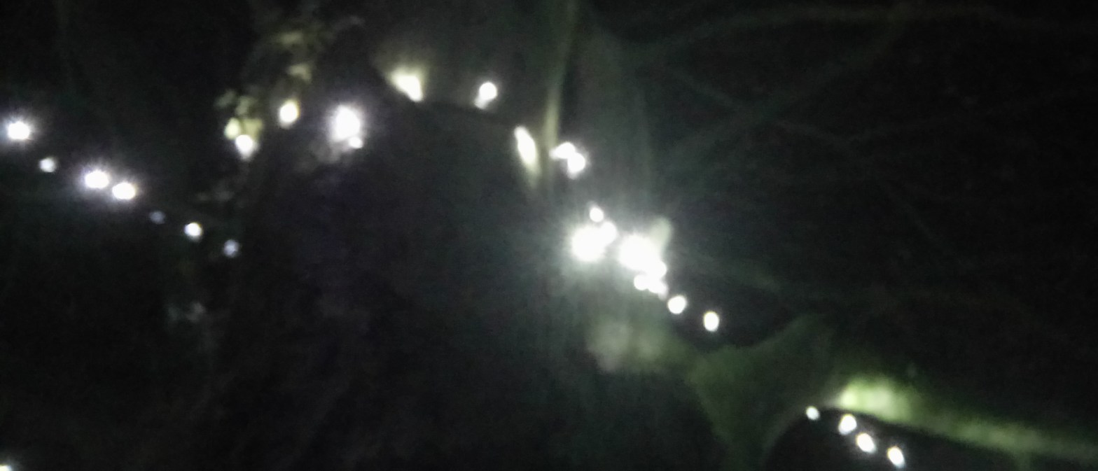 LIghts in the branches of a beech tree at night